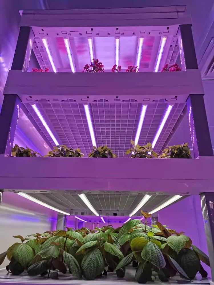 工厂化种植 多层植物工厂 植物工厂设计安装 鑫泽农业